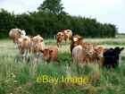 Photo 6X4 Cattle Near Poolham Hall Old Woodhall Bovine Posers. C2007