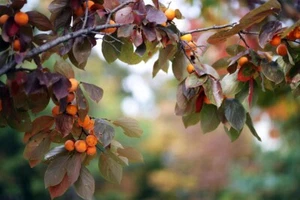 15 Persimmon Japanese TREE SEEDS (Diospyros Kaki) Dates Hardy Garden Fruit Plant - Picture 1 of 4