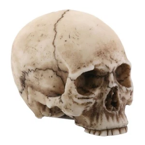 Kleiner menschlicher Schädel Halloween Miniatur Figur 1,75 Zoll - Bild 1 von 1
