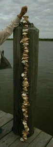 (1) Beach Wedding Aisle Runner Natural Driftwood Seashell Garland 6 feet Nordic - Picture 1 of 12