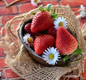 10 x ALPINE STRAWBERRY SEEDS-HEIRLOOM VARIETY-BERRY SEEDS-BERRY FRUIT GARDEN - Picture 1 of 11