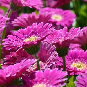 Gerbera Garvinea 'Sweet Surprise' - PREMIUM garden plant in 2 Litre pot - Picture 1 of 3