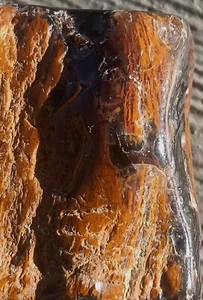 Colorado Petrified Wood Specimen Agatized Polished Red Black Brown Wood Grain - Picture 1 of 10