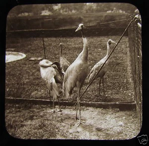 VICTORIAN Glass Magic Lantern Slide AUSTRALIAN CRANE C1890 IN CAPTIVITY ZOO BIRD - Picture 1 of 2