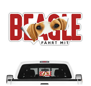 Auto Aufkleber Beagle fährt mit Folie Sticker Hundemotiv Hund Beagel
