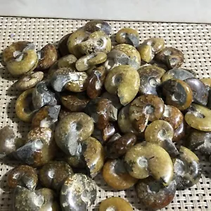 50pc PRETTY NATURAL Jade Pattern Ammonite FROM Madagascar - Picture 1 of 10
