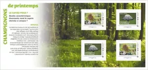 france 2025 spring mushrooms morel and hairy cap funghi hongos ms4v - Picture 1 of 2