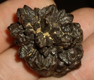 Way Cool Goethite Pseudomorph after Marcasite 30.8g - Picture 1 of 12