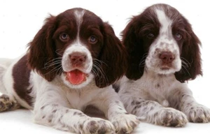 Welpe kleiner Hund Slipper Blei 8 mm geflochten weich aber stark handgefertigt in UK - Bild 1 von 11