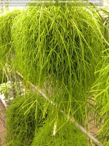 Rhipsalis cassutha (Korallenkaktus) im Hängetopf - Bild 1 von 1
