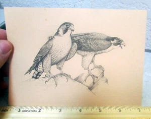 Cartolina artista Doug Lindstrand Alaska, falchi pellegrini, nuova mai usata - Foto 1 di 2
