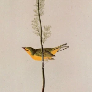 John James Audubon Birds HOODED WARBLER Vintage Art Book Plate 391 - Picture 1 of 3