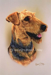 Airedale Terrier Head Study Print by Robert J. May - Foto 1 di 1