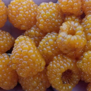 Rubus Ellipticus 30 Seeds, Golden Himalayan Raspberry Fruit Bush Shrub, Ainselu - Picture 1 of 3