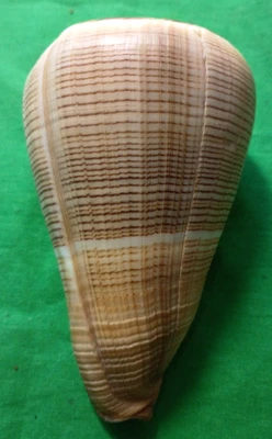 Conus loroisii insignis #M0920 Philippines 107mm - Image 1 of 4