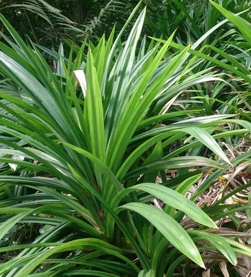 Pandanus amaryllifolius - Pandan leaf - Asian cooking herb - Image 1 of 2
