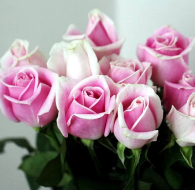 GENERIQUE 20 graines de Rosier Rose clair et Blanc - 20x Pink & White Rose rosebush seeds