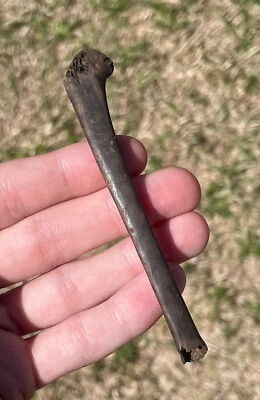 Florida Fossil Bird Bone Avian Rare Pleistocene Ice Age - Image 1 of 3