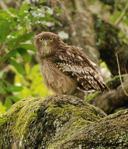 EXTINCT BROWN FISH OWL TURKEY GLOSSY POSTER PICTURE PHOTO PRINT BANNER 10057 - Foto 1 di 1