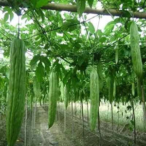 Japanese Long Bitter Melon Seeds Summer Vegetable Garden Long Bitter Gourd Seeds - Picture 1 of 1