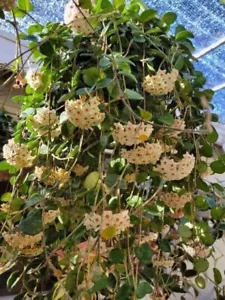 Hoya Mathilde in 3 inch pots / Well Established / Seller Select - Picture 1 of 2