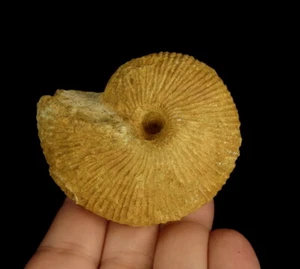 AMMONITE - Macrocephalites ---- JURASSIC CALLOVIAN -------- POLAND /pa330 - Picture 1 of 8