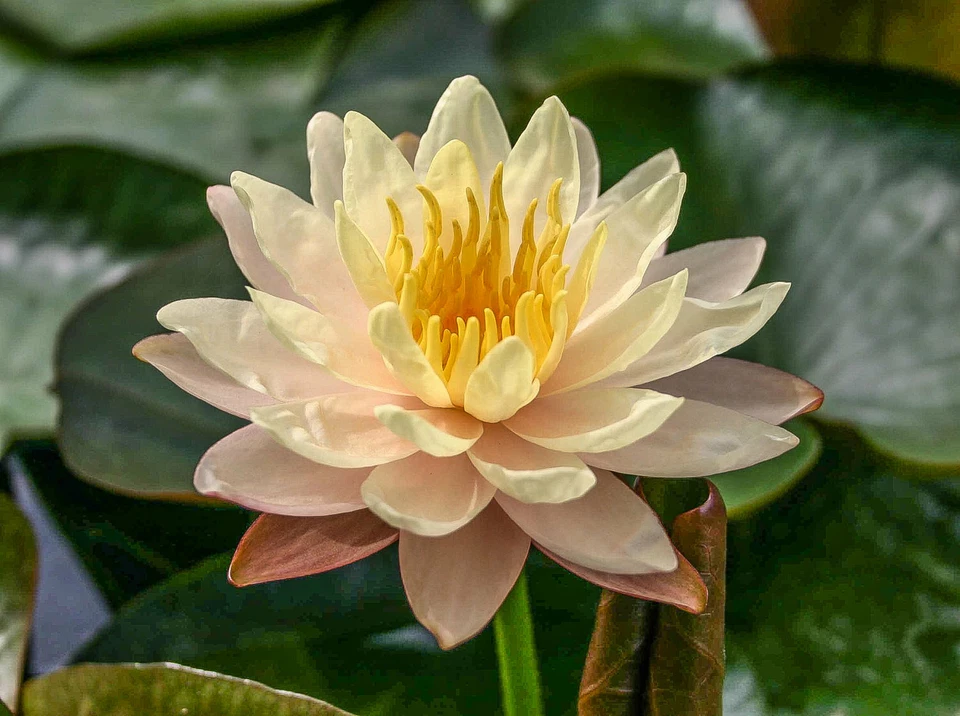 Planta de estanque acuático de nenúfar resistente al invierno Nymphaea Mangkala Ubol viva Foto 1 de 1