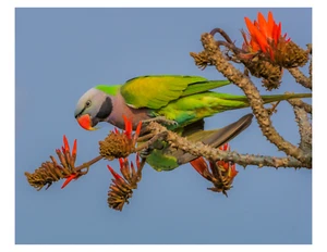 "Perico de pecho rojo - 8x10 foto impreso en 8,5"" x 11" - Imagen 1 de 1
