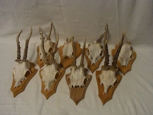 Lot of 8 Real Deer Antler on Wood Base Vintage German #CH4 - Picture 1 of 11