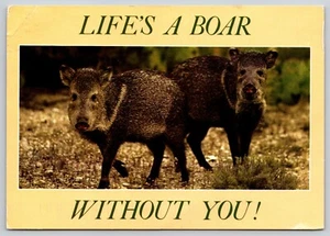 Postcard Javelina Life's a Boar Without You Tayassu tajacu Peccary Native Pig - Picture 1 of 2