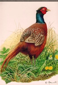 AK**DAS POLYGAM - FAUNA - NATUR - VÖGEL - ZEICHNUNG - A.BUZIN  - Bild 1 von 2