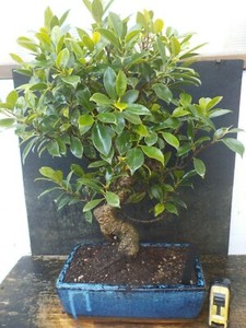 Bonsai Ficus Prezzo Best Bonsai