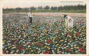 San Petersburgo Florida, un campo de dalias, flores coloridas, postal vintage - Imagen 1 de 2