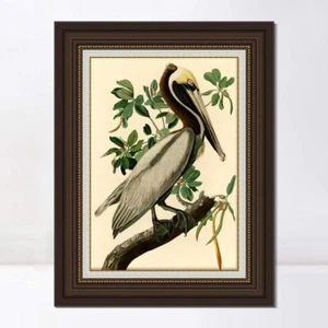 "Lona enmarcada arte estampado Giclee pelícano por John James Audubon decoración del hogar 20""x28" - Imagen 1 de 4