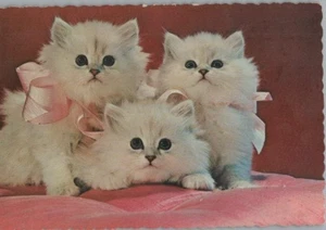 Three Little Powder Puffs White Kittens Pink Bows Antique Cat Postcard - Picture 1 of 2
