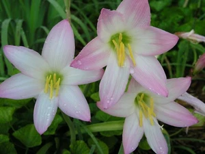 Rain Lily, Habranthus Robustus, 8 bulbs, zephyranthes - Picture 1 of 8