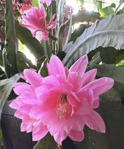 Epiphyllum Rare Orchid Cactu ,unrooted 20cm+ Large Light Pink . - Picture 1 of 3