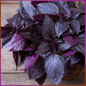 Türkische Lila Basilikum 50 Samen Mor Fesleğen Basilikum Samen Kräuter Samen - Bild 1 von 1