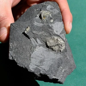 Double Leonaspis Trilobite Plate – Authentic Silurian Fossil from Bolivia - Picture 1 of 14