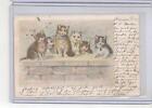 VINTAGE UNDIVIDED BACK CATS & KITTENS ON WALL POSTCARD