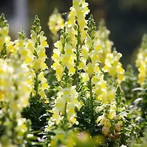 Semi di fiori da giardino, semi di piante di prato a fiori selvatici, 50 pezzi/set semi bonsai Sc - Foto 1 di 7