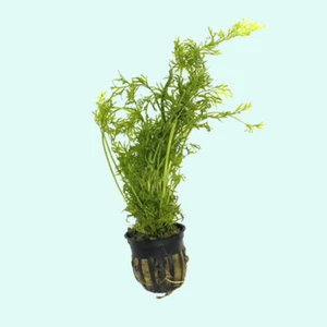 BUY 2 GET 1 FREE Water Sprite (Indian Fern) 2 Inch Pot Aquarium Plants - Picture 1 of 12