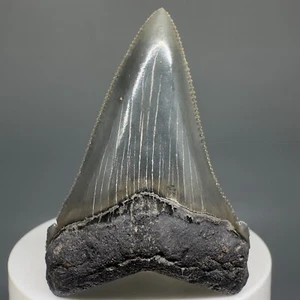 Schöner hochwertiger scharf gezackter 2,33 Zoll fossiler ANGUSTIDENS Zahn - Oligozän, USA - Bild 1 von 8