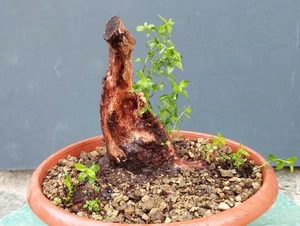 Bonsai Di Mirto 24x21cm In Vaso Da Interno Esterno Pianta Robusta Articolata ⭐ - Foto 1 di 13