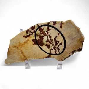 Picture Jasper Slab 80.7 grams. - Picture 1 of 2
