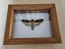 Deaths-head Hawk moth in teak wood case No2