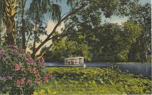 Postcard Looking Over Water Hyacinths Silver Springs Florida Linen Unposted - Picture 1 of 2