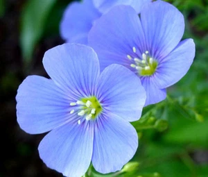 FLAX BLUE PERENNIAL Linum Perenne - 11,000 Bulk Seeds - Picture 1 of 1