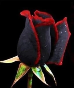 Semillas de Rosa NEGRA ROJO BLACK RED ROSE SEEDS flor color iphone sony rosal ** - Imagen 1 de 1