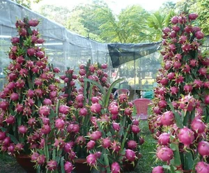 SAMEN PITAYA / DRACHENFRUCHT / PITAHAYA frisches Saatgut Flur exotisches Obst Ba - Bild 1 von 1
